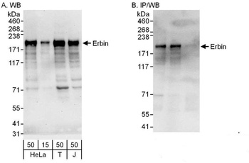 Rabbit anti-Erbin Antibody