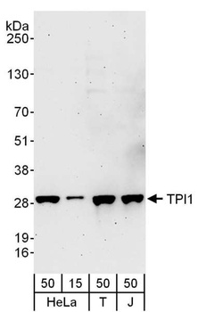 TPI1 Antibody