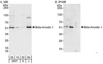 Beta-Arrestin 1 Antibody