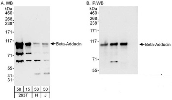 Beta-Adducin Antibody