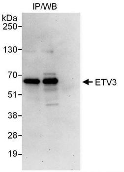 ETV3 Antibody