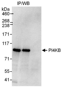 PI4KB Antibody