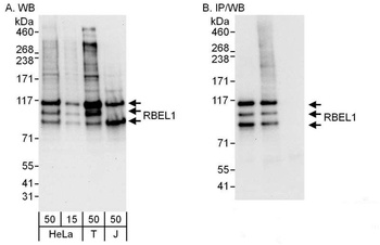 RBEL1 Antibody