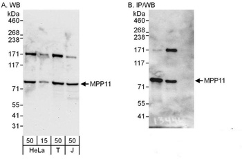 MPP11 Antibody