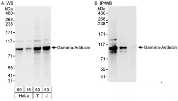 Gamma-Adducin Antibody