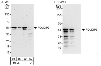 POLDIP3 Antibody