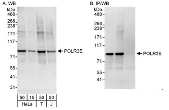 Rabbit anti-POLR3E Antibody