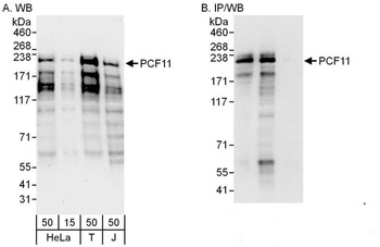 Rabbit anti-PCF11 Antibody