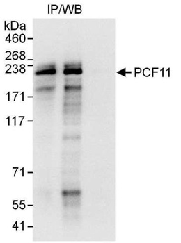 PCF11 Antibody