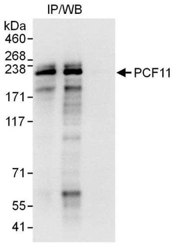 Rabbit anti-PCF11 Antibody