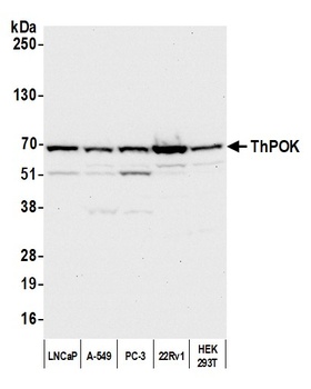 ThPOK Antibody