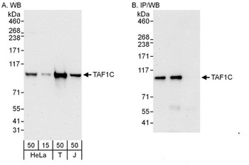 Rabbit anti-TAF1C Antibody