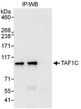 Rabbit anti-TAF1C Antibody