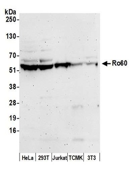 Rabbit anti-Ro60 Antibody