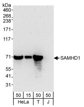 Rabbit anti-SAMHD1 Antibody