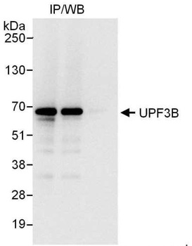 Rabbit anti-UPF3B Antibody