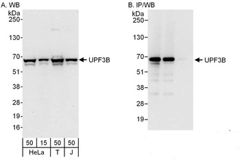 Rabbit anti-UPF3B Antibody