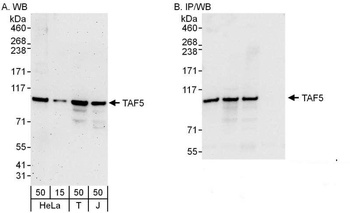 Rabbit anti-TAF5 Antibody