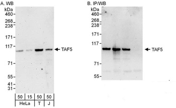 TAF5 Antibody