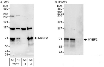 Rabbit anti-MYEF2 Antibody