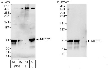 Rabbit anti-MYEF2 Antibody