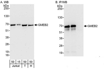 GMEB2 Antibody