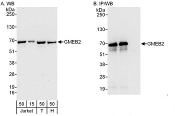 Rabbit anti-GMEB2 Antibody