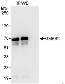 Rabbit anti-GMEB2 Antibody