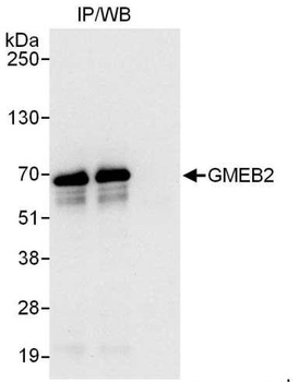 GMEB2 Antibody