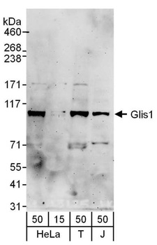 Rabbit anti-Glis1 Antibody