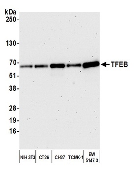 TFEB Antibody