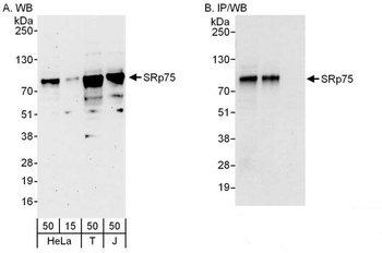 Rabbit anti-SRp75 Antibody