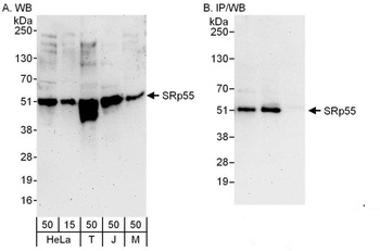 Rabbit anti-SRp55 Antibody