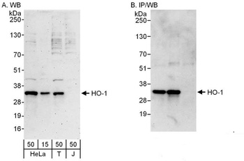 Rabbit anti-HO-1 Antibody