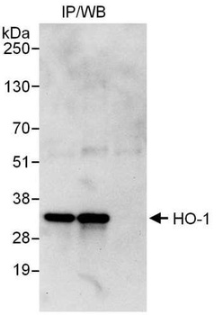 Rabbit anti-HO-1 Antibody