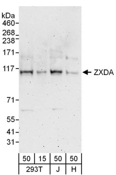ZXDA Antibody