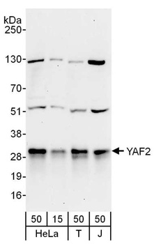 YAF2 Antibody