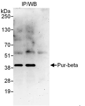 Pur-beta Antibody