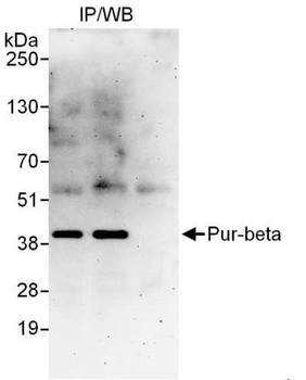 Pur-beta Antibody