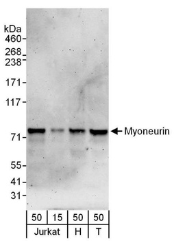Rabbit anti-Myoneurin Antibody
