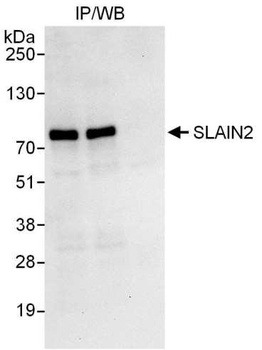 Rabbit anti-SLAIN2 Antibody