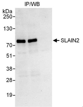 Rabbit anti-SLAIN2 Antibody