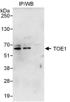 Rabbit anti-TOE1 Antibody