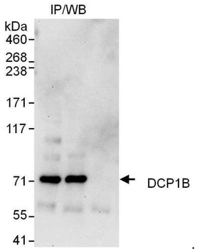 Rabbit anti-DCP1B Antibody