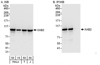 XAB2 Antibody