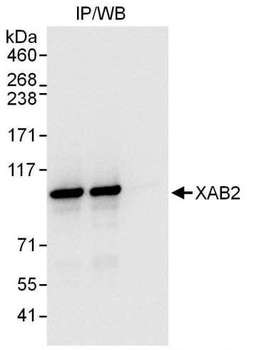 XAB2 Antibody