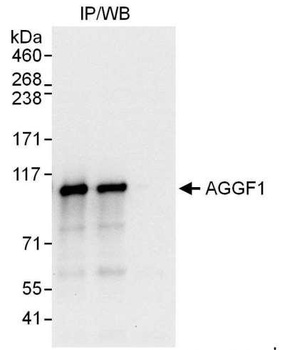 Rabbit anti-AGGF1 Antibody