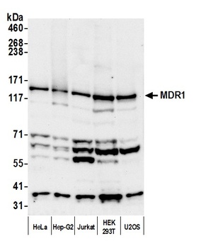 MDR1/ABCB1 Antibody