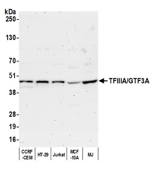 TFIIIA/GTF3A Antibody