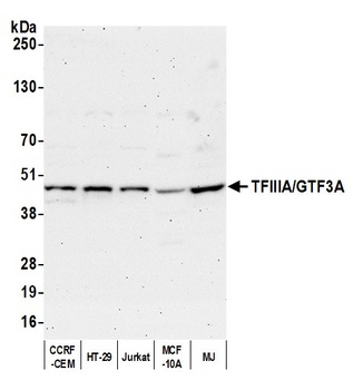Rabbit anti-TFIIIA/GTF3A Antibody
